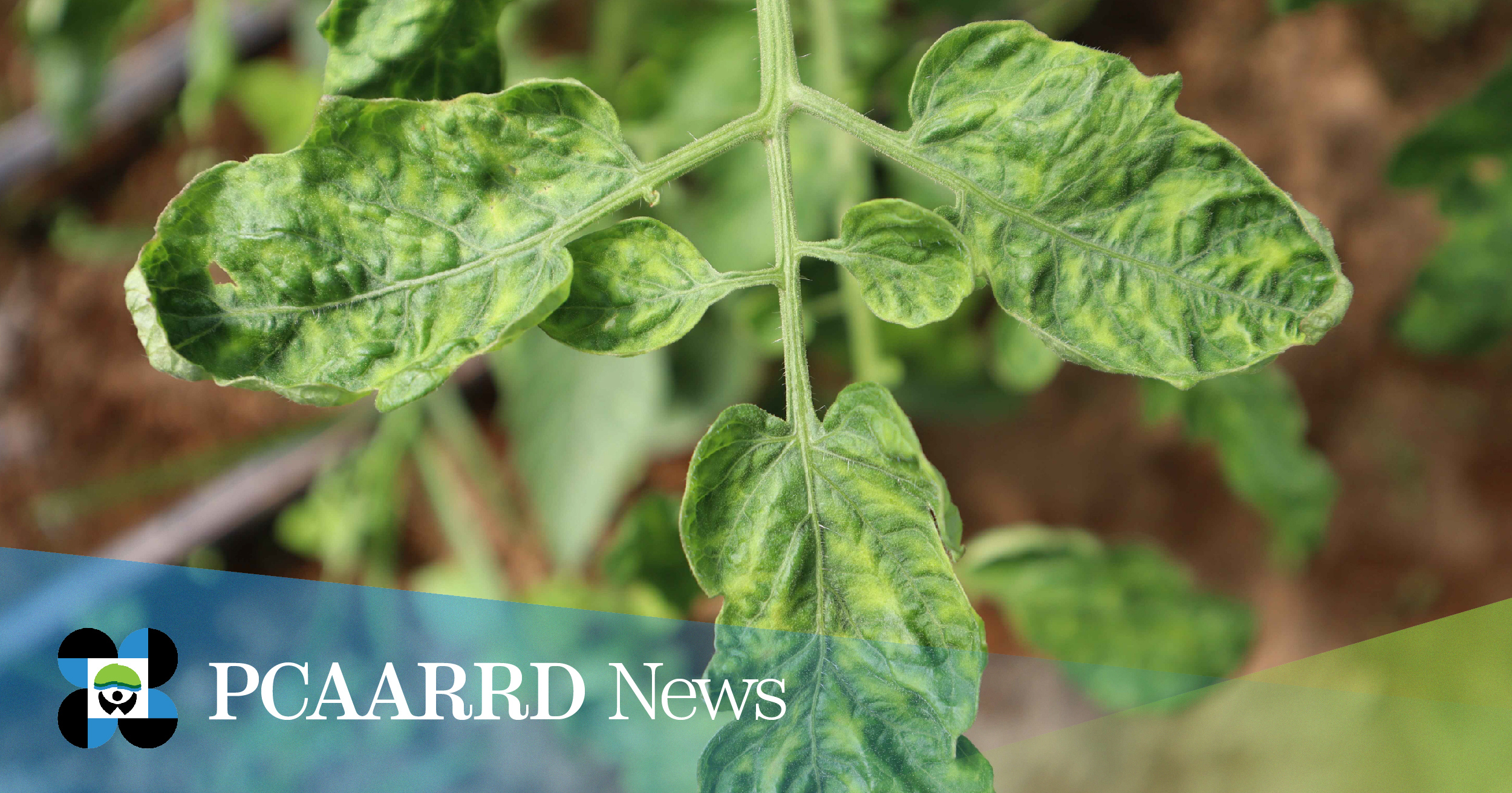 Optimized LAMP technology for reliable, rapid detection of tomato yellow  leaf curl virus, underway